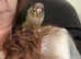 Conure born April last year