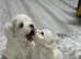 Absolutely ADORABLE little floofy Bichon Frise for beautiful forever homes . Available now in Maldon Essex