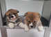 KC Corgis out of Siberian import. Dna tested