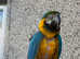 Blue and gold macaw for sale with cage