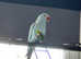 Blue and Green Bonded pair Ring necked Parakeets Available