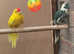 kakariki birds seeking new home