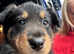 Welsh Collie Puppies