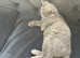 2 British shorthair for sale female and male ( 4 months & 5 months)