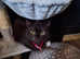 Ragdoll x kitten 8mth old