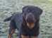 Top quality male for sale 12 months old