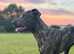 Bull x lurcher pup