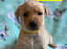 Red fox Labrador puppies 5 left to reserve