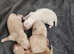 Pomeranian puppies