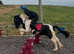 Flashy Pony Club All Rounder