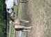 Dun p/b NF filly foal