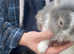 Baby bunnies