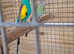 Hooded parakeets