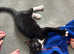 Bangle cross kitten - male