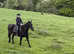 16.1/2hh weight carrying irish mare