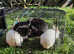 Adorable White Bunny Bonded Pair for Loving Home!