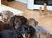 PRA clear KC reg Miniature Dachsund