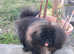 KC pekingese puppy's