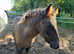 Stunning Reg Highland colt foal