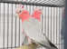 Stunning young Galah talking parrot