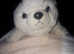 Lost Seal Soft Toy in Whitstable