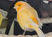 Various Canaries