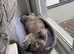 Cat rehome, as I'm allergic to her and my health is in danger