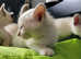 Pedigree,  registered 2x vaccinated,  vet checked Tonkinese girl