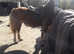 !!13.2 Reg SEC C riding pony!!