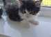 Beautiful Part Maine Coon Male Kitten