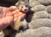 Ragdoll cross kittens
