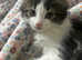 Lovely docile and playful cats