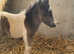 Miniature Shetland piebald colt