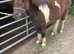 2 one year old geldings