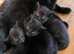3month black kitten (boy)
