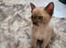 Outstanding quality pedigree registered Burmese kitten