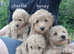 2 beautiful female schnoodle  puppies for sale