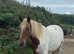 15.hh Skewbald gelding lightweight Cob X