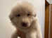 Rare kcreg Isabella,white,blue German shepherd pups
