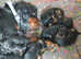 Gordon Setter litter of 9