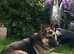 Stunning  Chunky Shollie puppies. 1 male  left