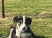 One male border collie puppy