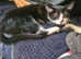 Beautiful bengal/tabby kittens