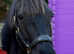 Stunning Black PRE Registered Mare 15.3hh