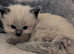 Pure ragdoll kittens for sale