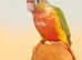 Beautiful healthy Tame Taking Conure Parrot Delivery and Cage available