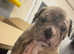 American bulldog cross old tym bulldog