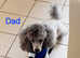 *2 LEFT*FULL PEDIGREE TOY POODLES*VET CHECKED*HEALTH TESTED*