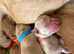 Champion Bloodline KC Labrador Retriever Puppies
