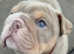 Gorgeous English Bulldog Puppies KC Pedigree